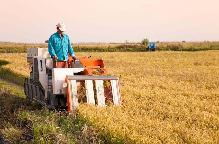 farm worker harvesting rice