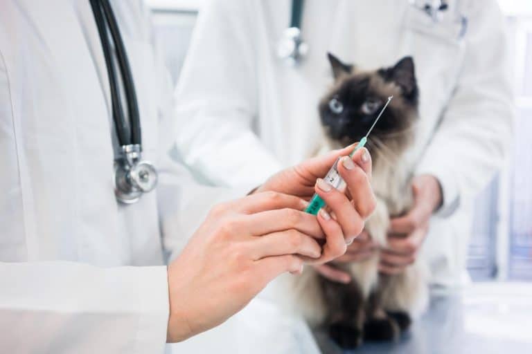 cat looking at vaccine injection being prepared by veterinarian doctor