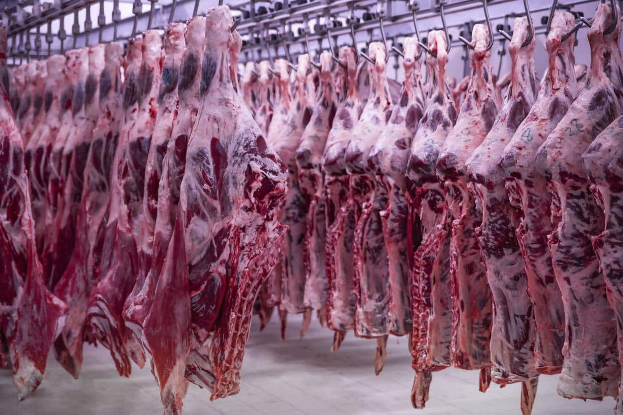 carcasse de viande