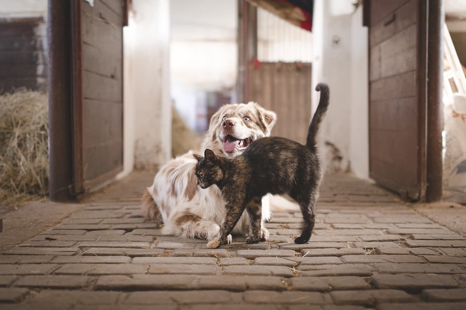 souscrire a une assurance pour son chien ou chat